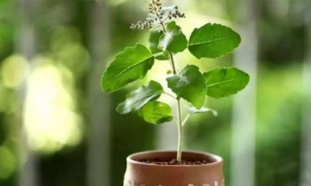 tulsi