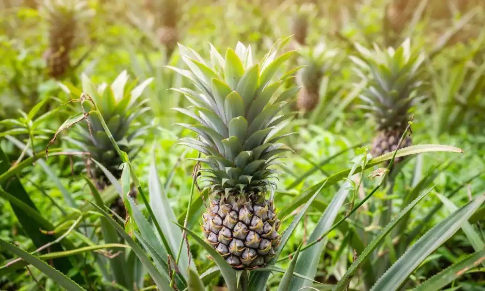 pineapple